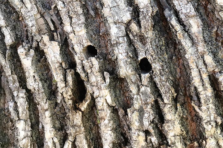 D-shaped exit hole left by emerging EAB adult.