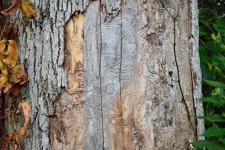 EAB larval galleries under ash tree bark.