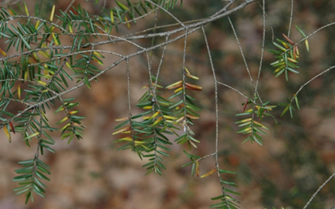 Thinning branches nd yellow needles