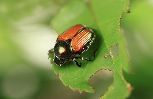 Insects and pests