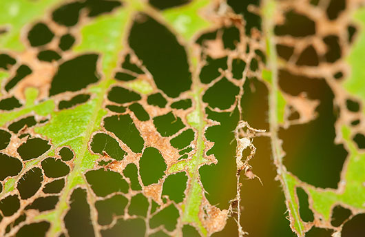 Skeletonization of leaves caused by Japanese beetles