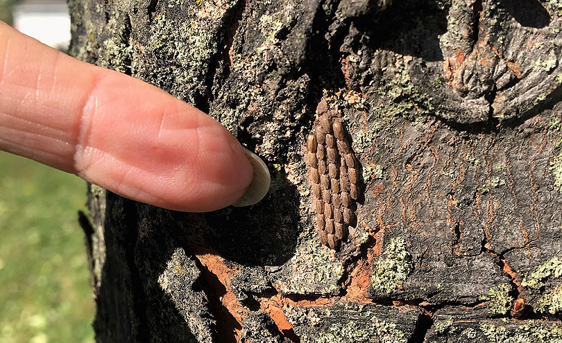 Mass of spotted Lanterfly eggs