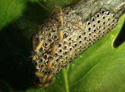 Oak processionary moth larvae.
