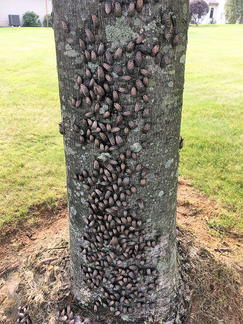 A grouping of mature lanternflies