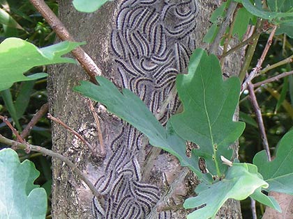 Oak processionary moth caterpillars.