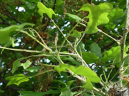 Oak processionary moth effect on tree health.