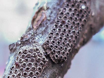 Oak processionary moth eggs.