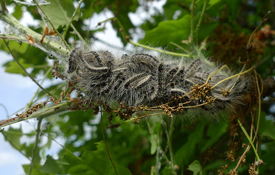 Larvae massing on a tree branch.