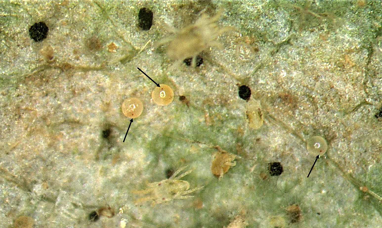 Spider mites and eggs