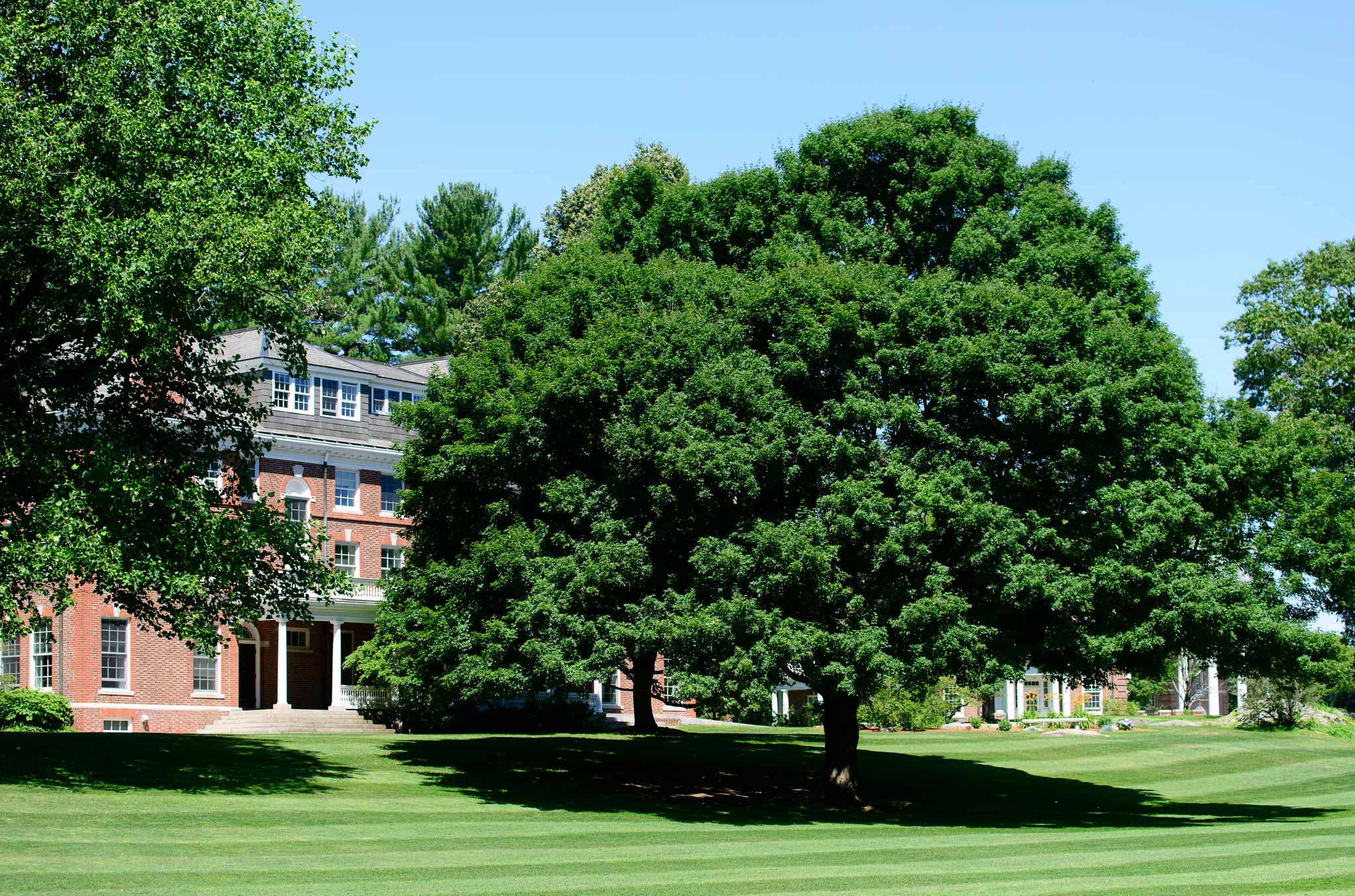 Tree preservation efforts