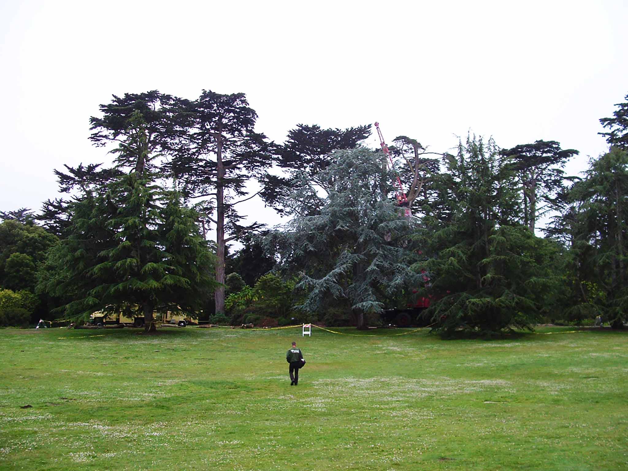 Impact of proactive tree management