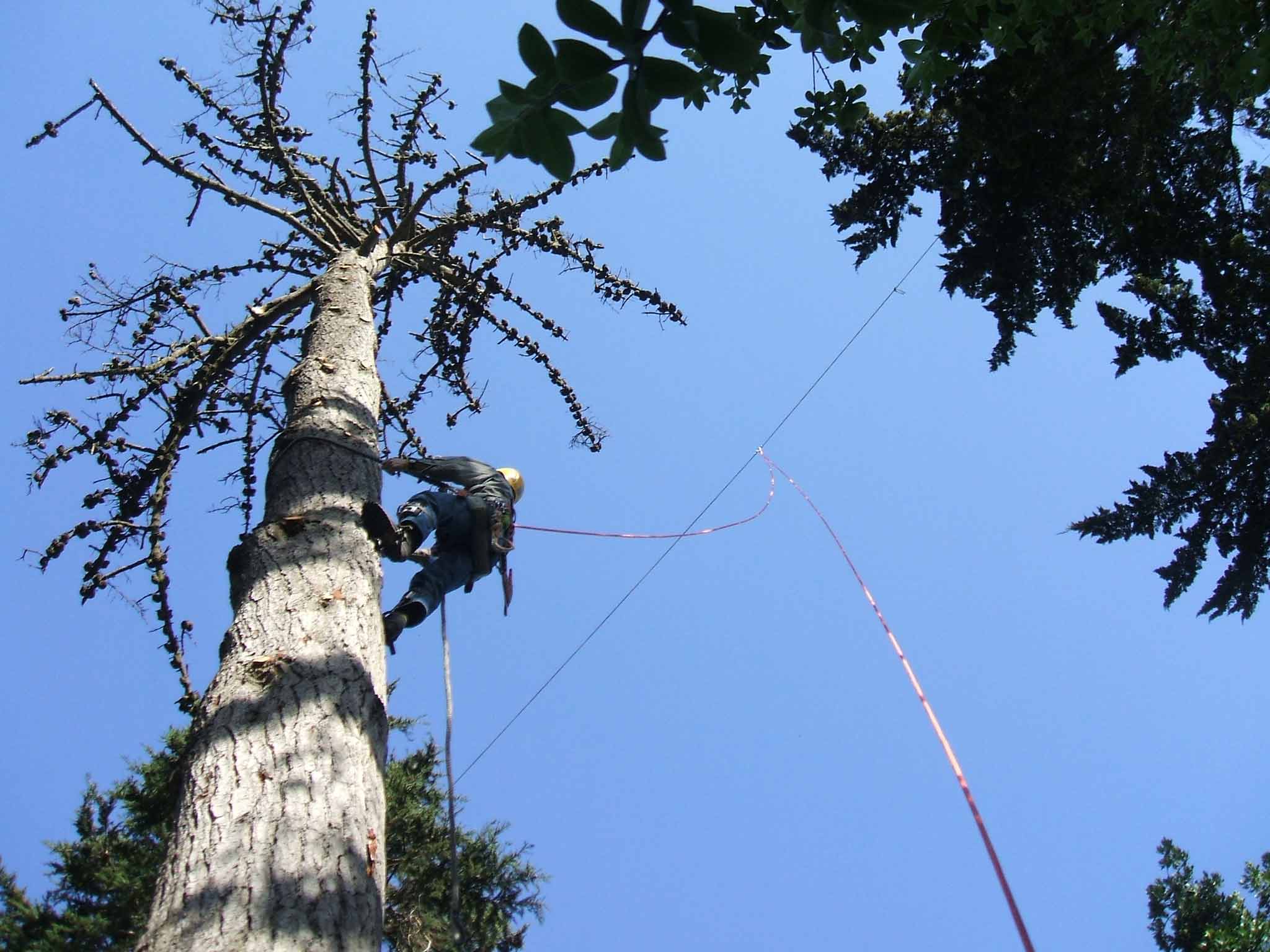 Bartlett arborist pruning in the canopy