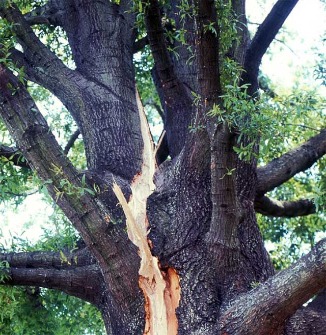 Treatment of lightning-struck trees