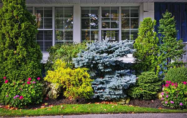 Shrub pruning