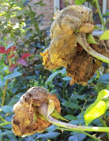 Botrytis blight