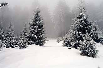 Fir