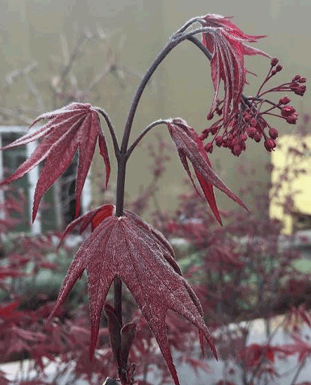 Japanese Maple