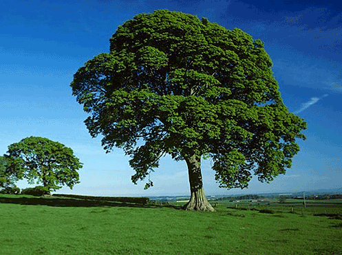 Sycamore