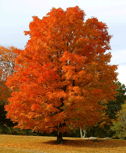 Sugar Maple