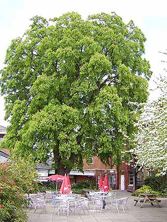 Horse Chestnut