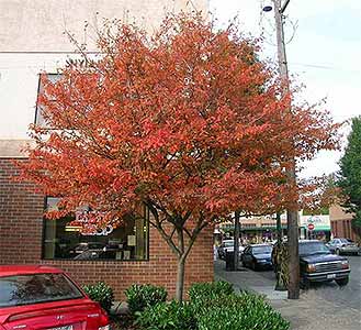 Tree Species