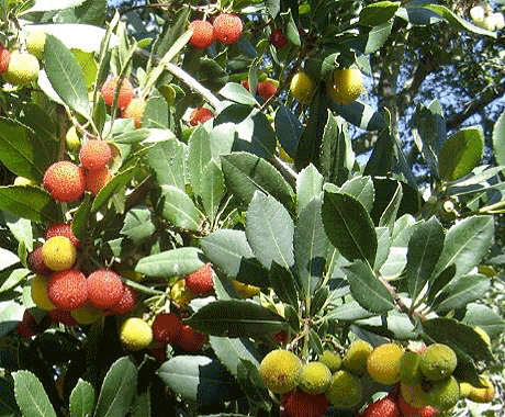 Arbutus