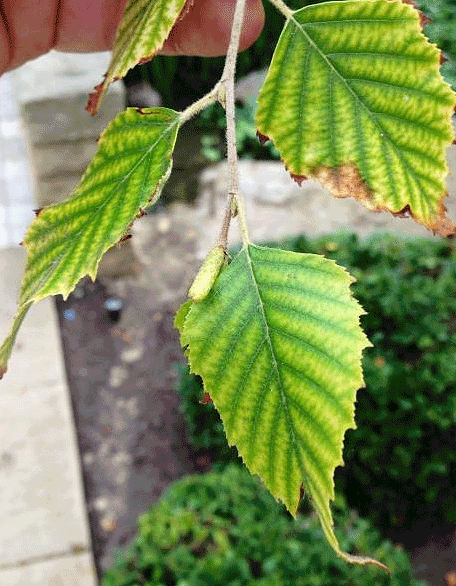 Birch