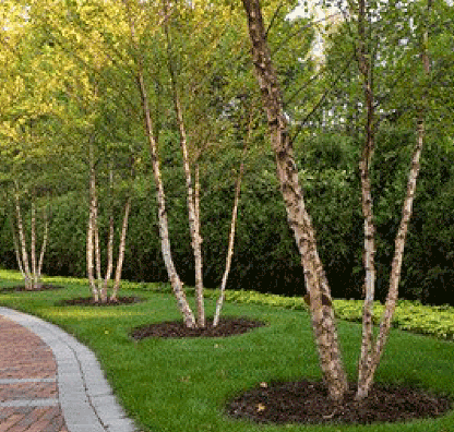 River Birch
