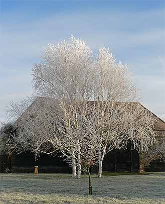 Silver Birch