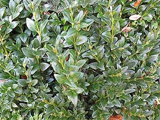 Boxwood