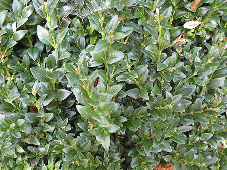 Boxwood