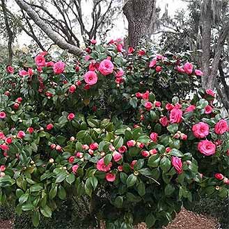Camellia
