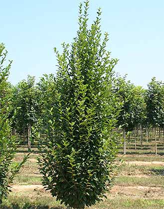 Hornbeam