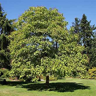 Catalpa