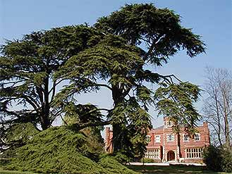 Cedar