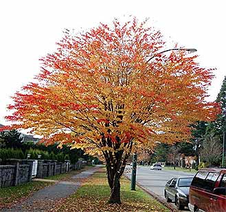Katsura Tree