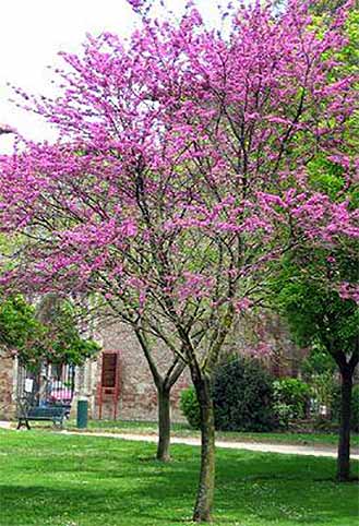 Judas Tree