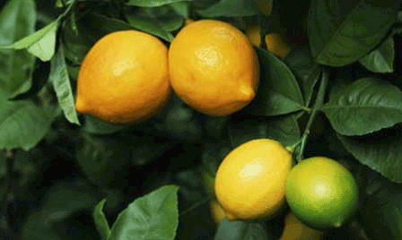 Citrus