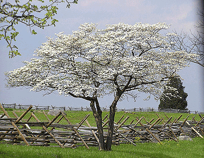 Flowering Dogwood