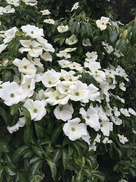 Dogwood