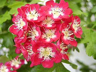 Hawthorn