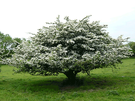 Hawthorn