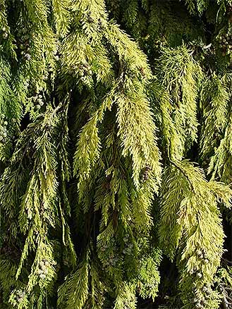 Leyland Cypress