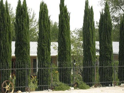 Italian Cypress