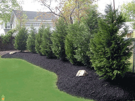 Leyland Cypress