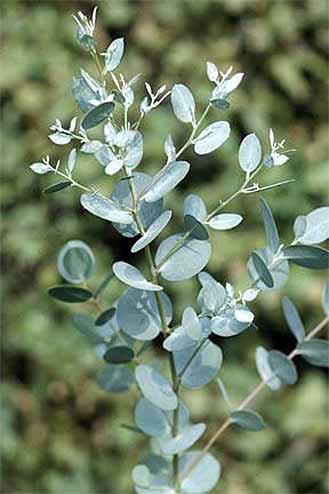 Eucalyptus