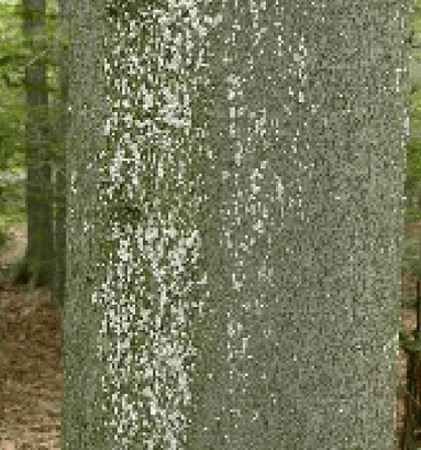 American Beech
