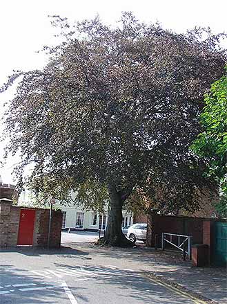 Tree Species