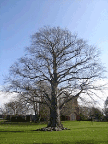 European Beech