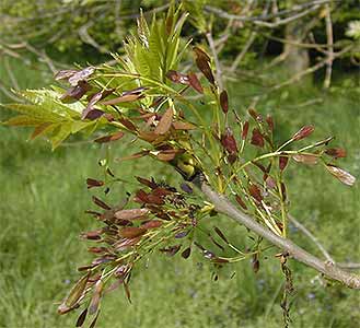 Common Ash